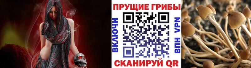 площадка Telegram Ясногорск Галлюциногенные грибы Psilocybine cubensis